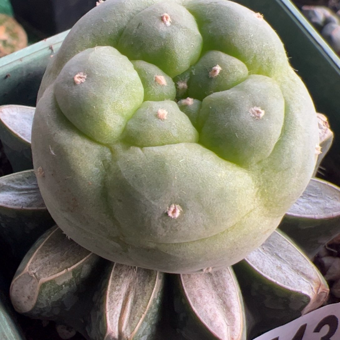 苗接大尤仙仙人球543