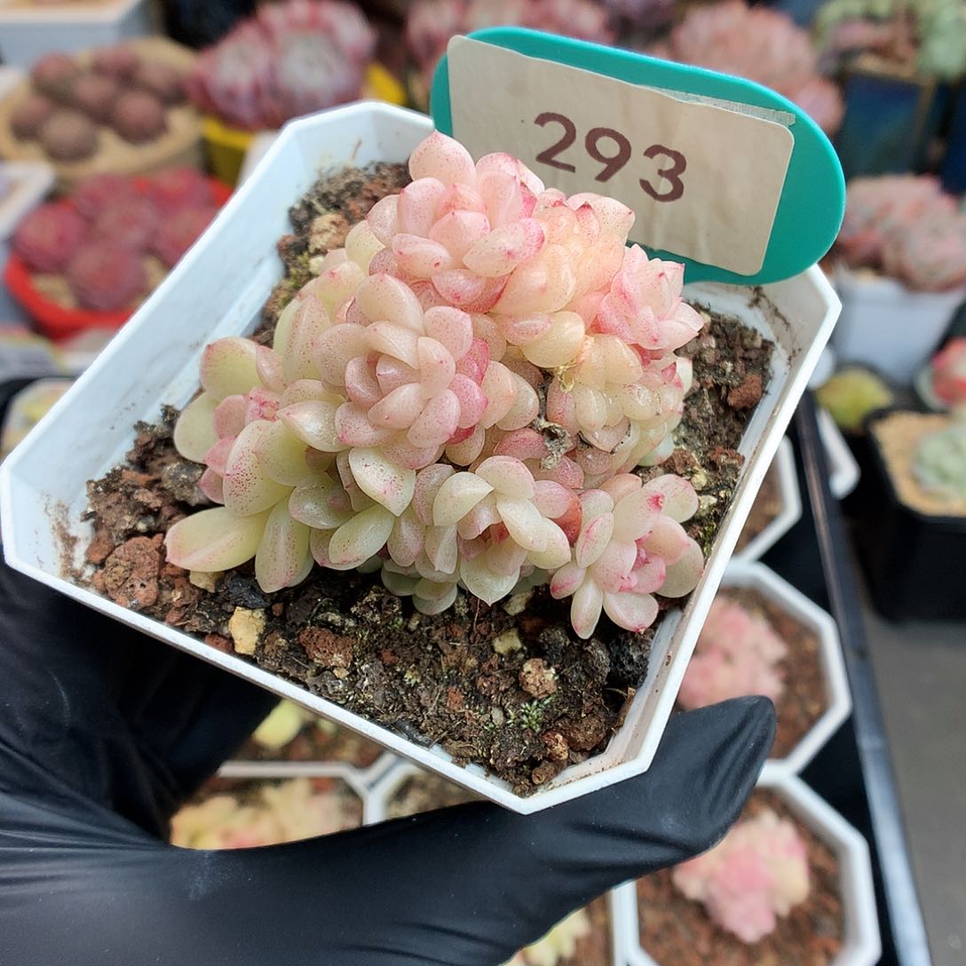 293 灯泡叶麦杆多肉