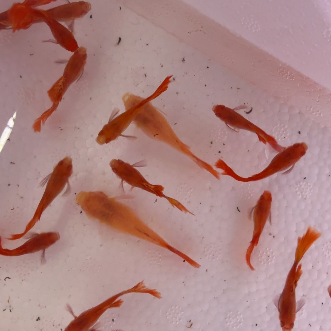 孔雀鱼红龙白子种鱼12条多公