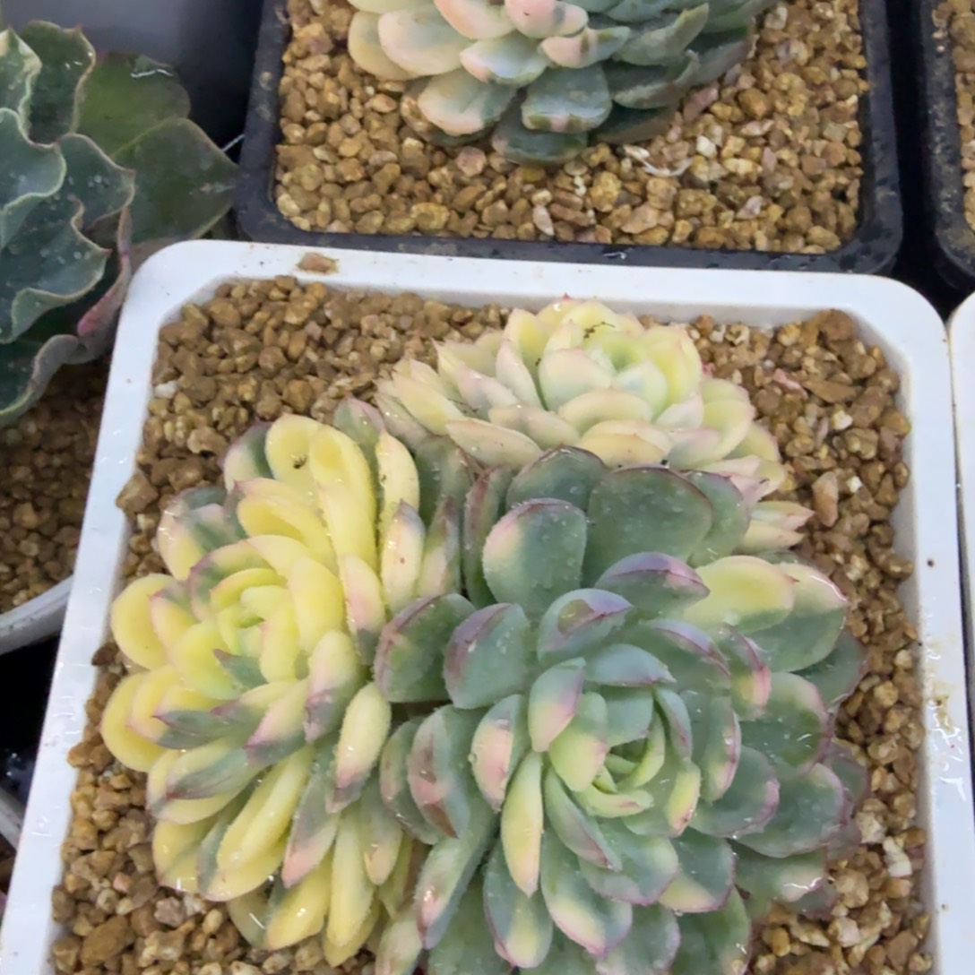 草莓冰锦花脸群，多肉锦