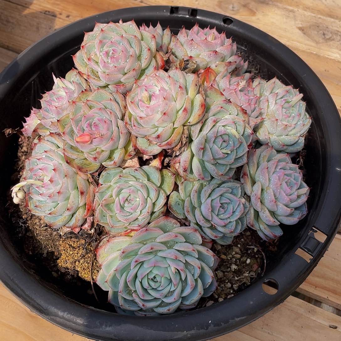 老****杨粉水晶多肉植物群