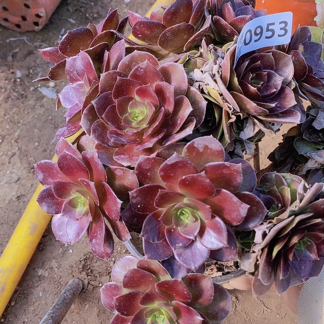 953 号一物一拍20包邮年后发货