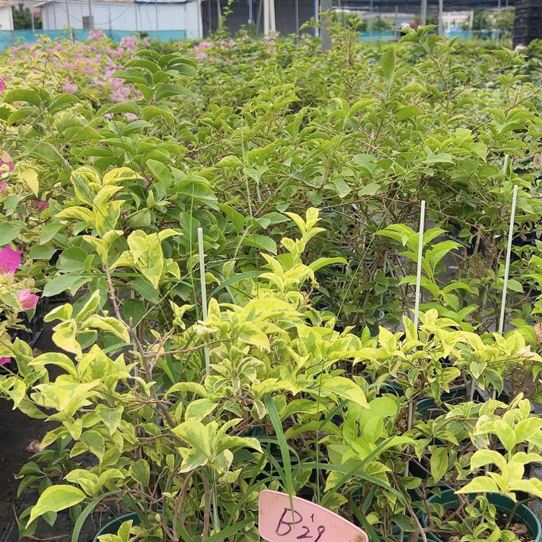 当前无花栽培后可以开花B29杂七杂八一颗