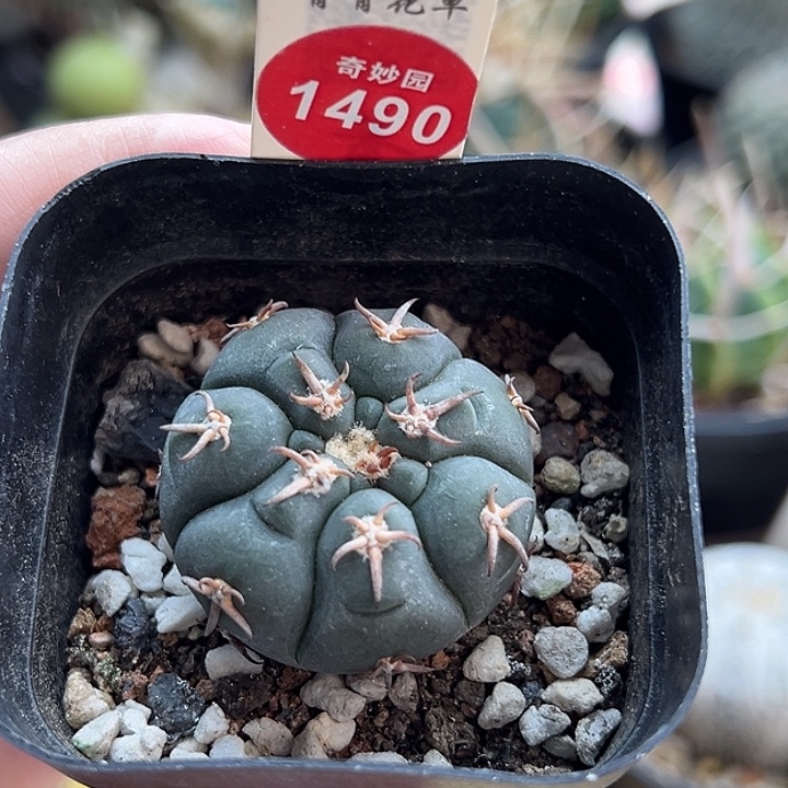 实生猫爪3.4cm一棵仙人球