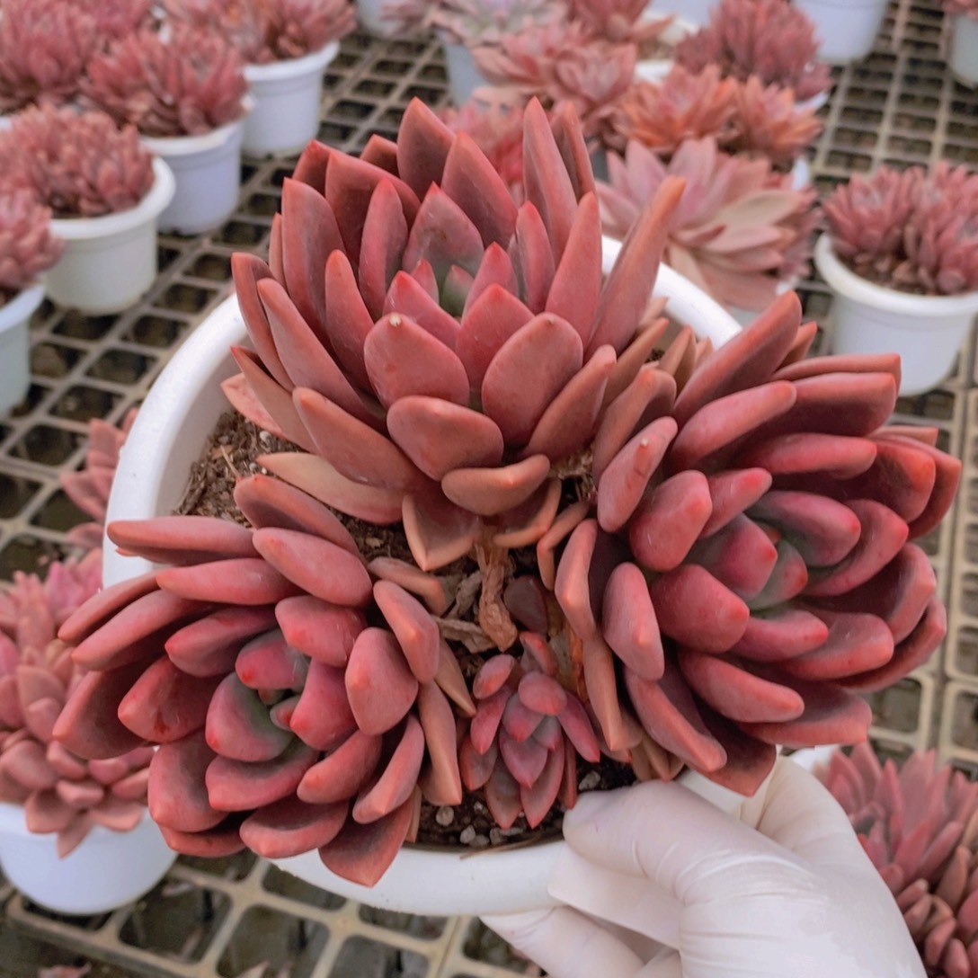 9684桃花源一物一拍