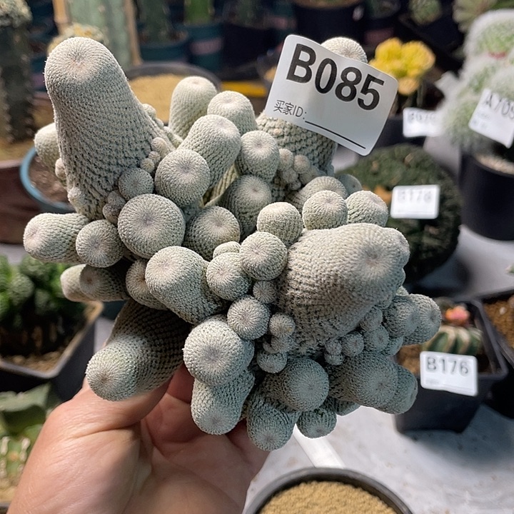 海***号085小人帽一个群仙人球