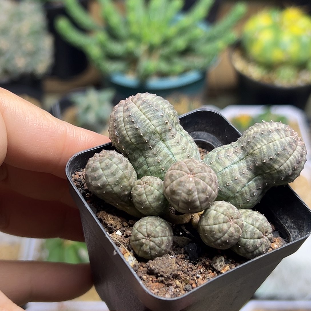 自吹布纹球群一颗自根