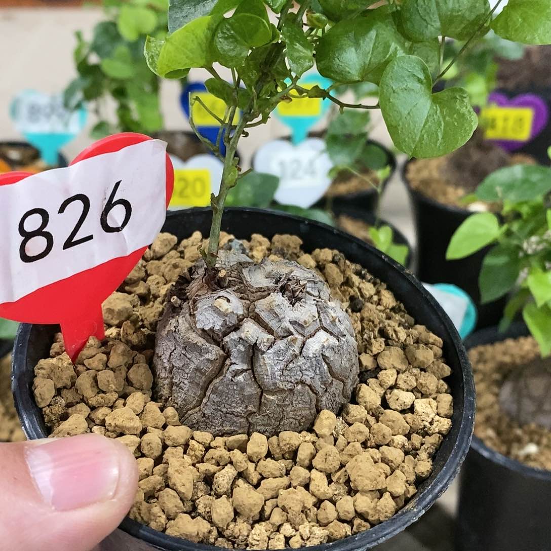 南非龟甲龙龟甲龙