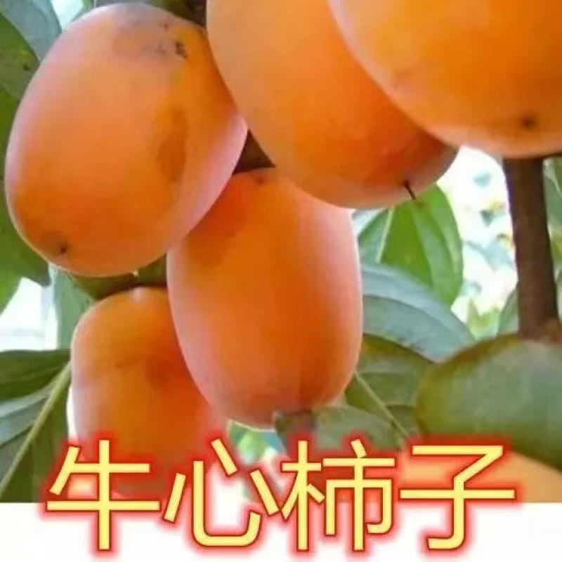 柿子树苗嫁接牛心柿子苗贡柿南北方种植庭院盆栽地栽耐寒柿子
