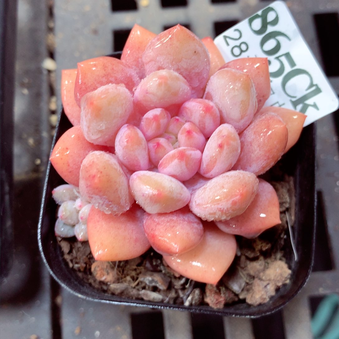 5厘米盆精控多肉865