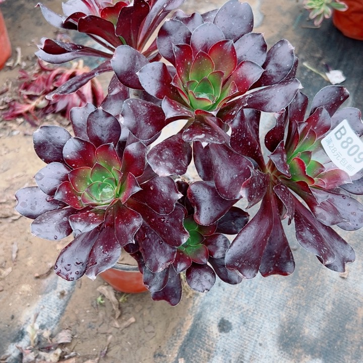 809无毒多肉植物