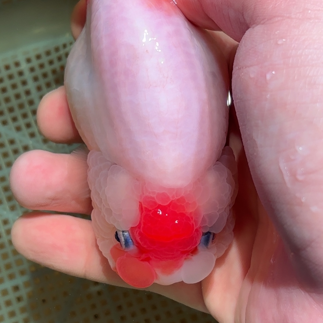 巧***姐金鱼拍包装包邮，没拍包装发顺丰到付