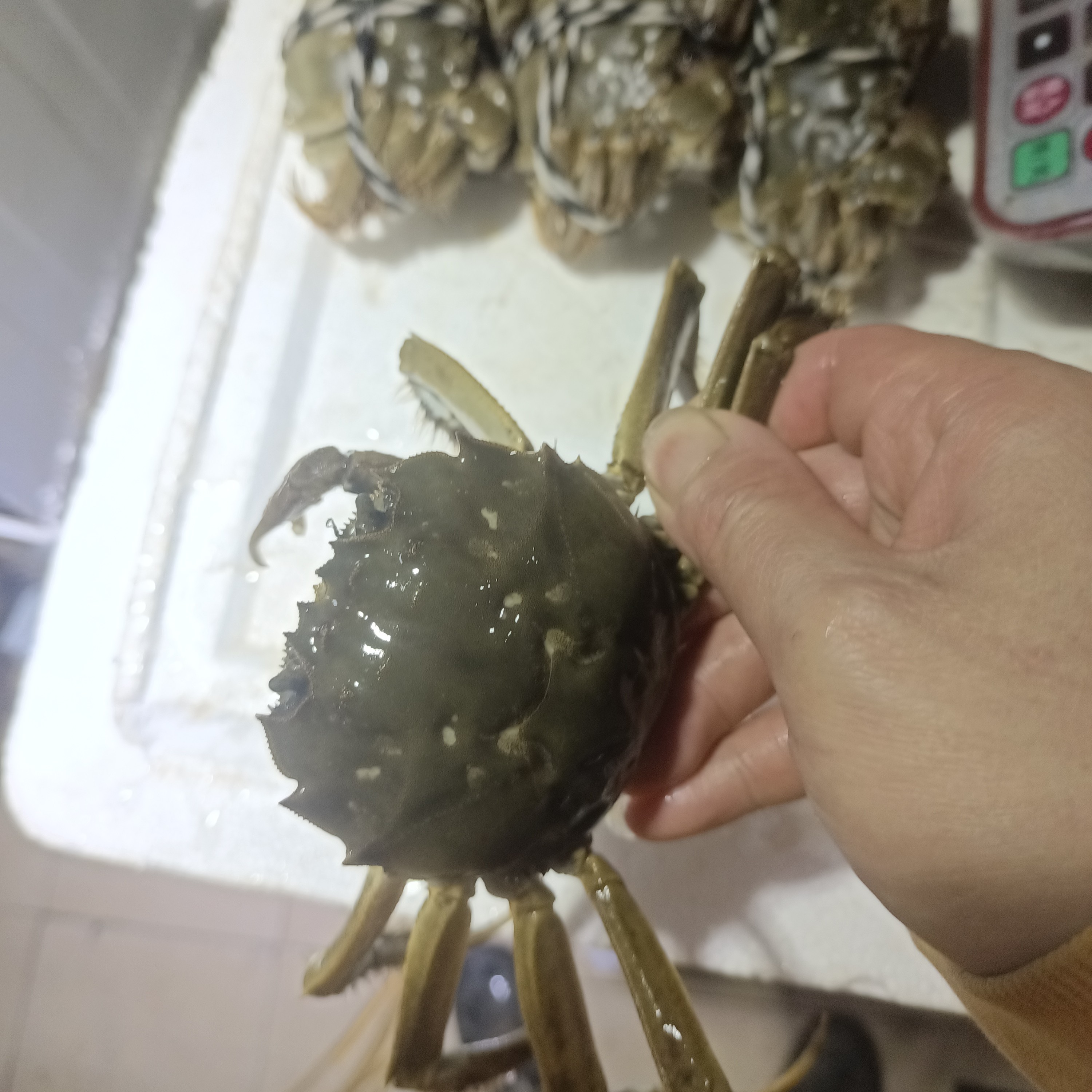 【鲜活】特价蟹 公蟹母蟹 (2.0-5.0两)/只