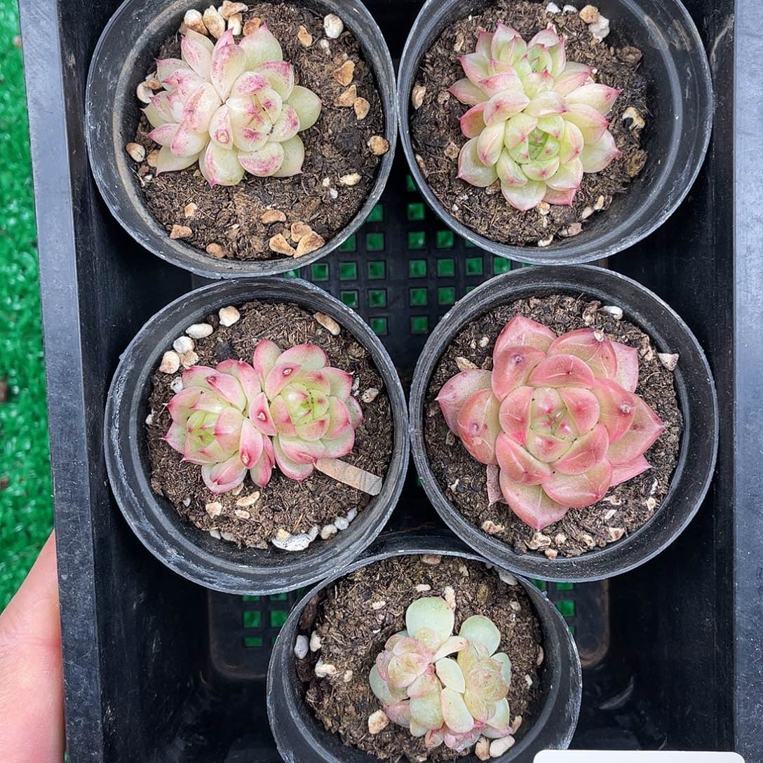 多肉一物一拍10-175