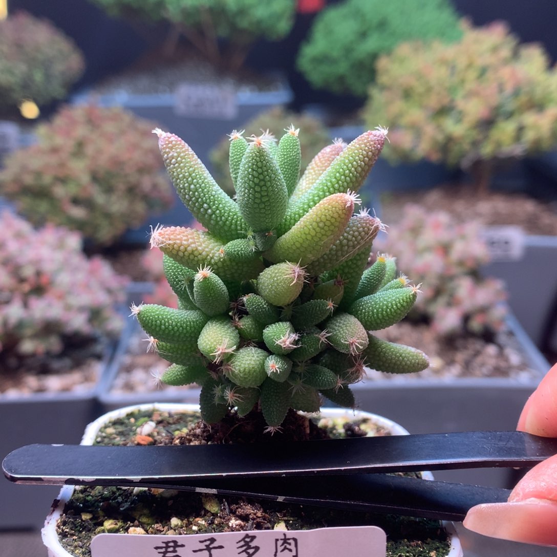 c278玉米枝干番杏