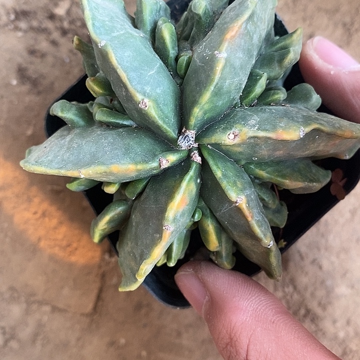 自根炸尤红叶核桃锦231