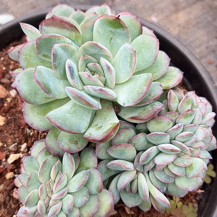 雪夜王子缀特一物一拍