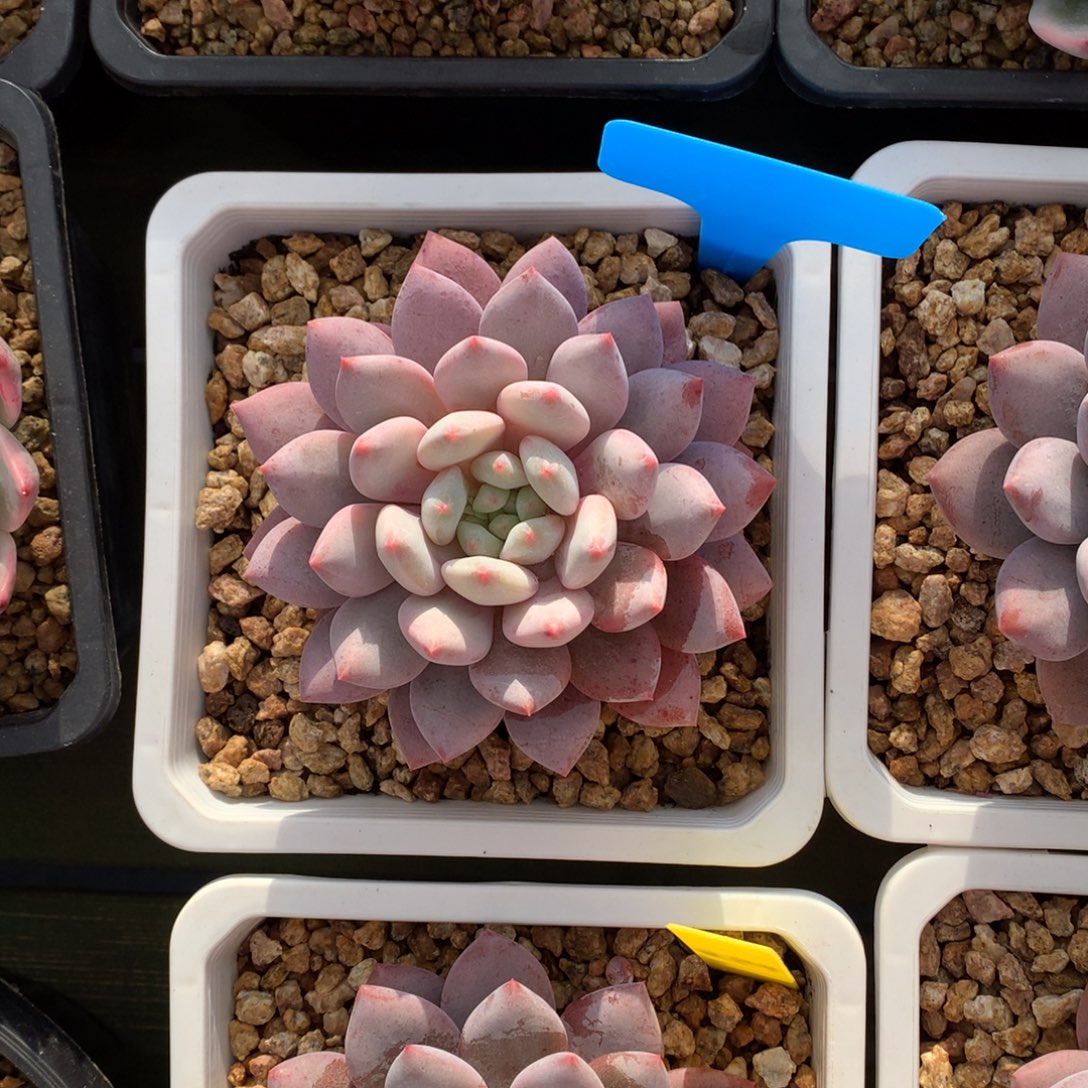 单头 半夏 一颗     