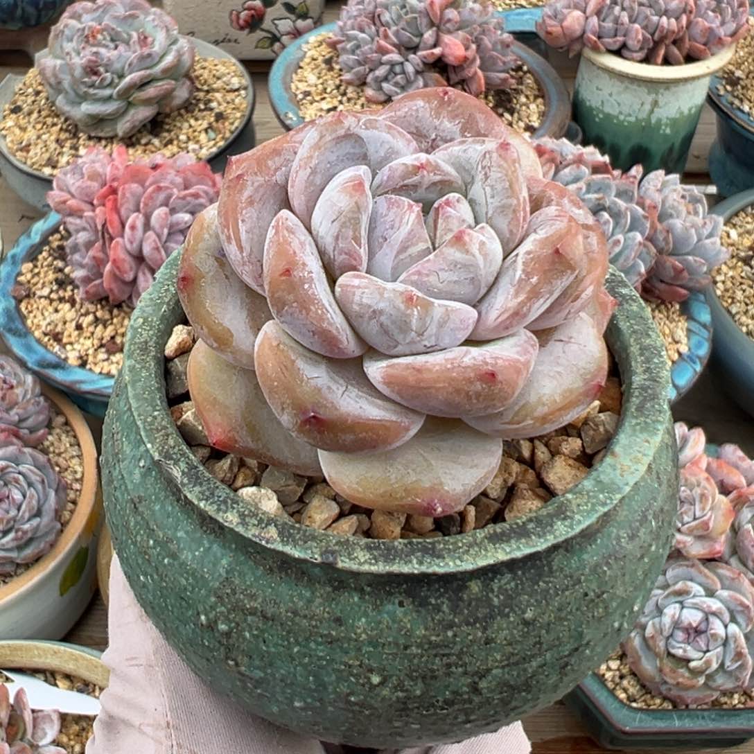 连花带盆，花5.5公分，盆6.5公分
