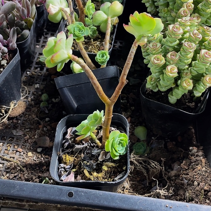 薄化妆带盆土发货