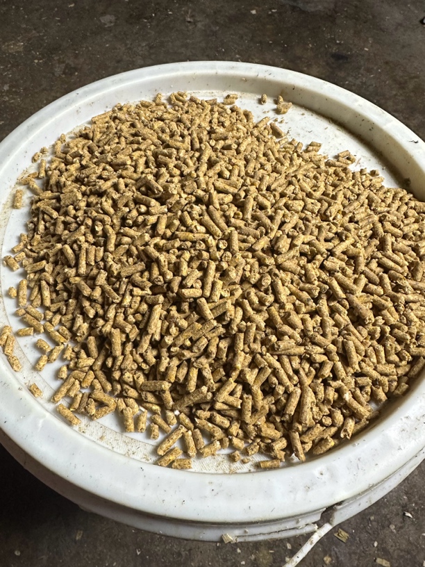 青头饲料营养价值高12个