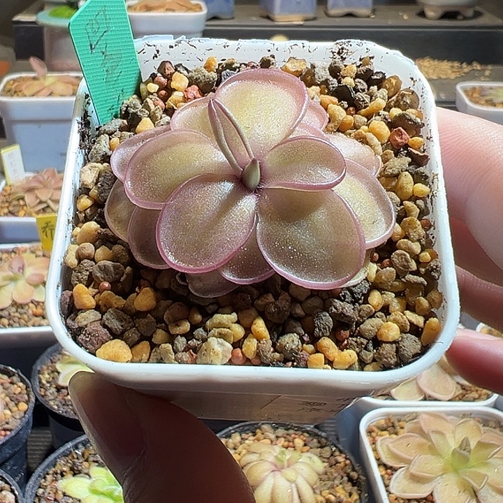 无花朵捕虫堇脱土发凹瓣半附生88222