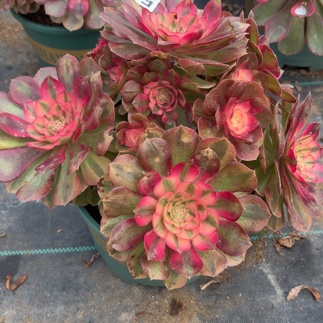 563荔枝多肉植物福利