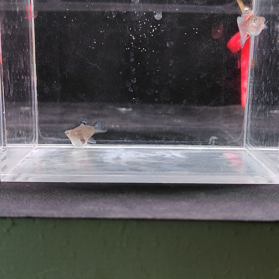 孔雀鱼编号28兰草球