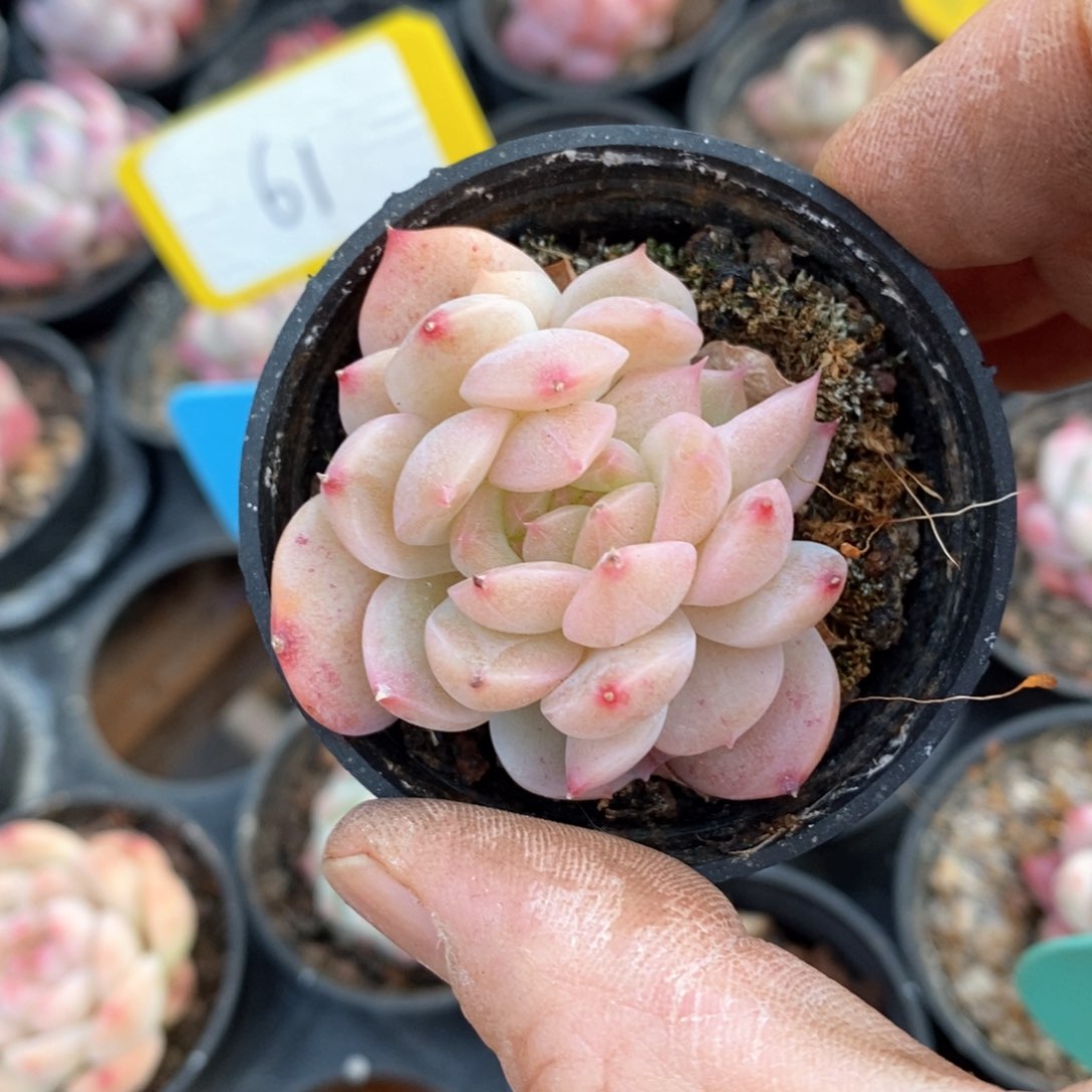 精品多肉一物一拍不包整194