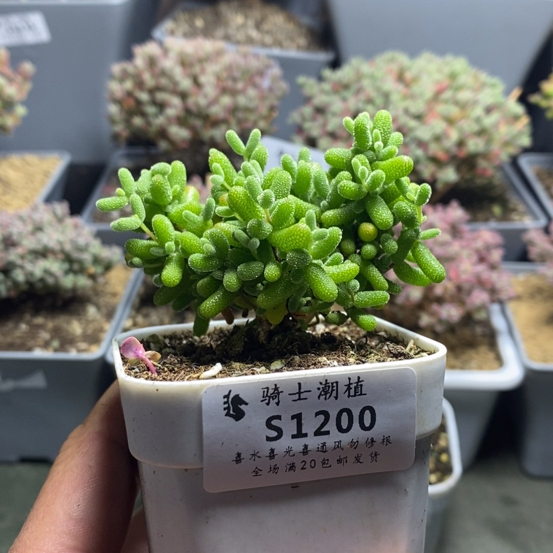 1200金桔糖球枝干