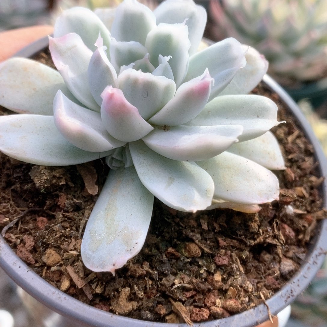 136辛普森锦锦锦锦锦