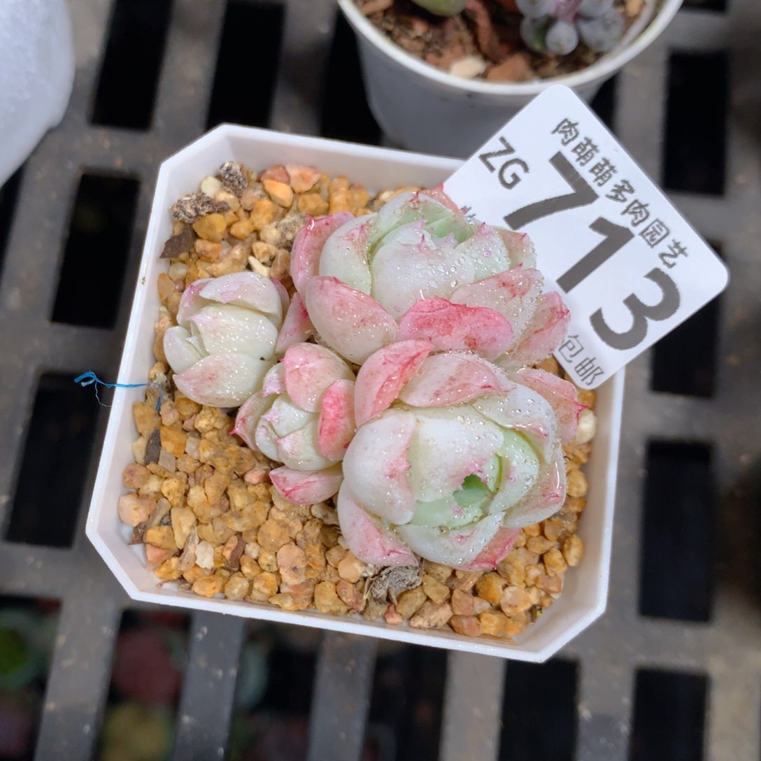 5CM拇指盆精控多肉ZG713