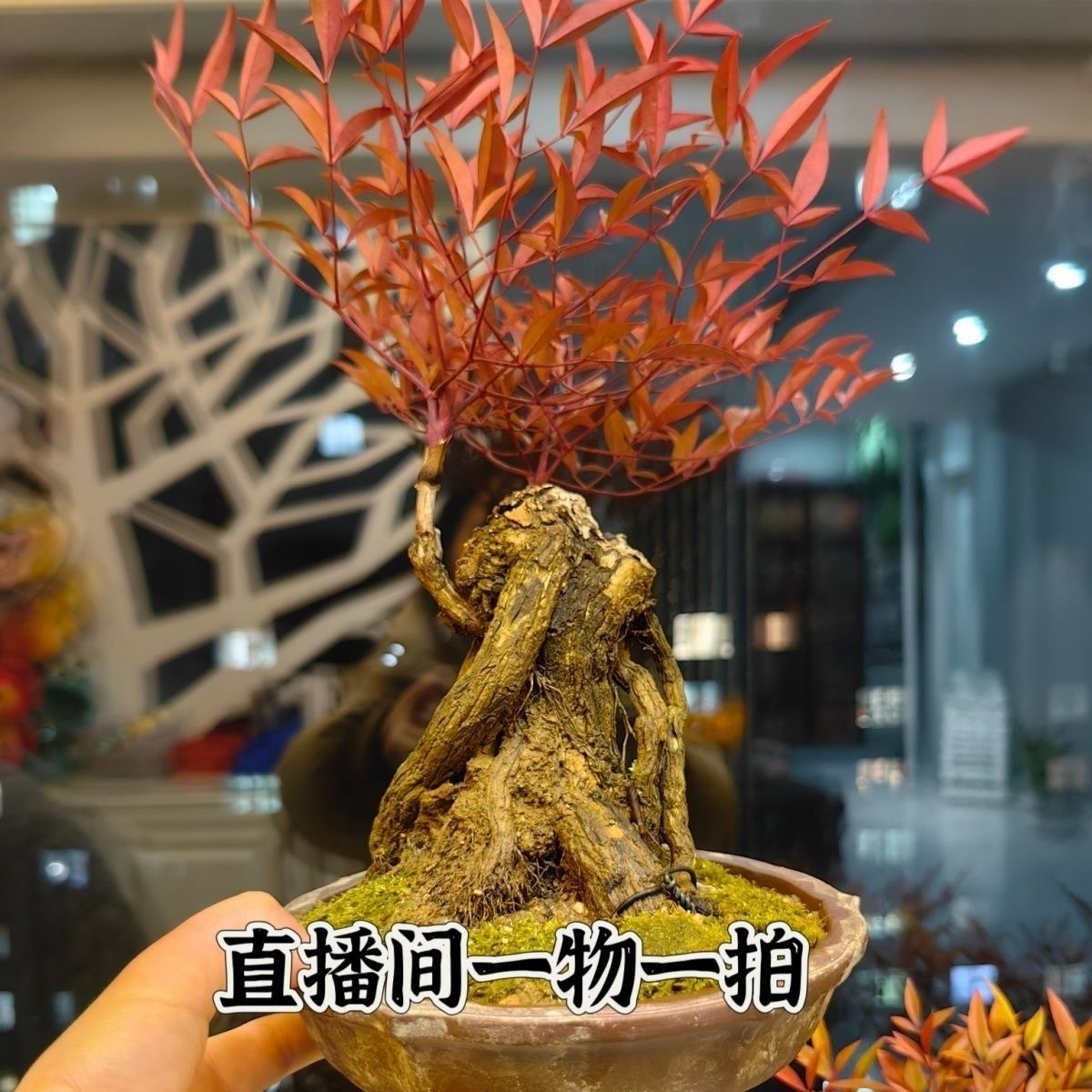 火焰南天竹盆栽观叶小盆景好养易活耐寒四季不落叶室内外观叶植物