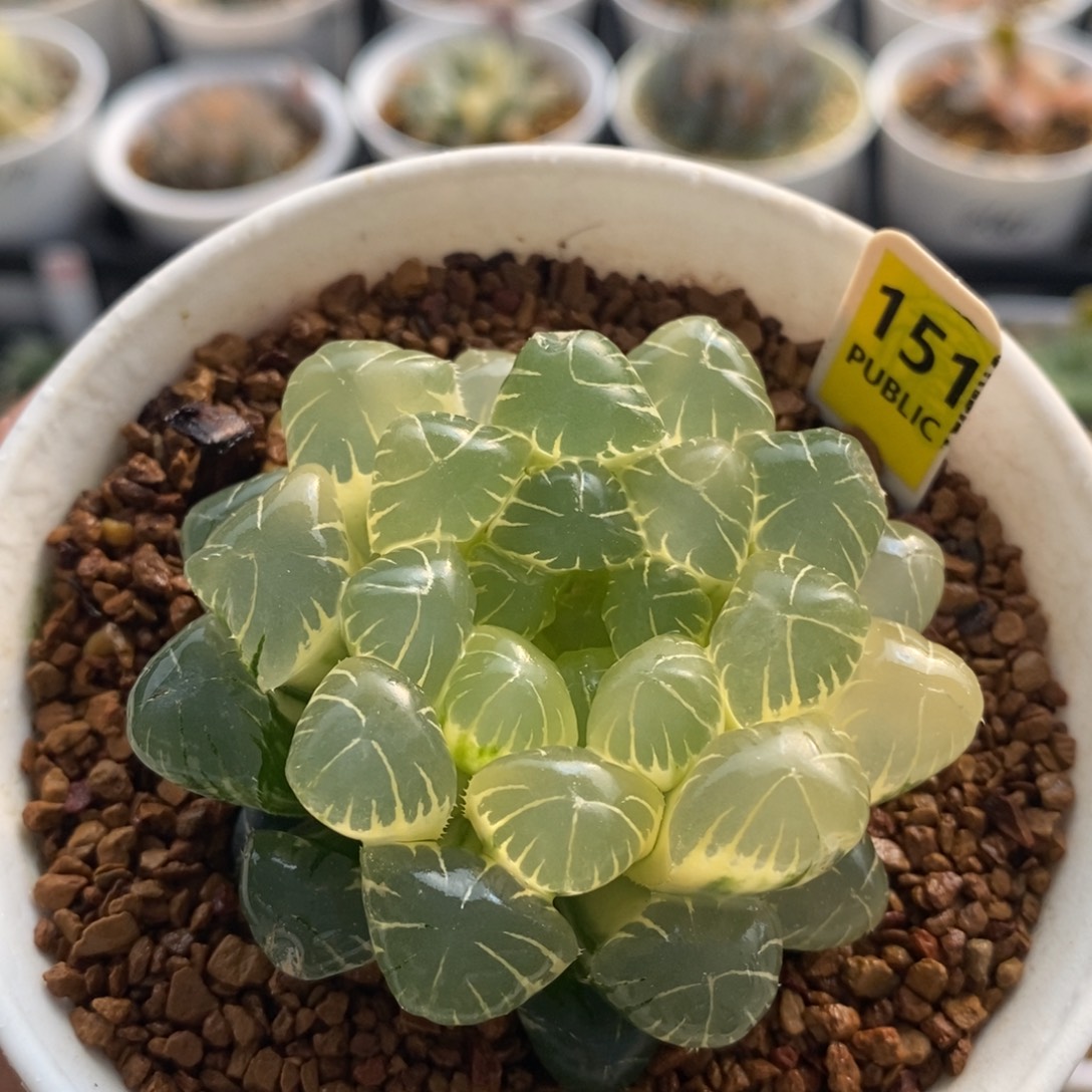 151湖水玉露十二卷多肉