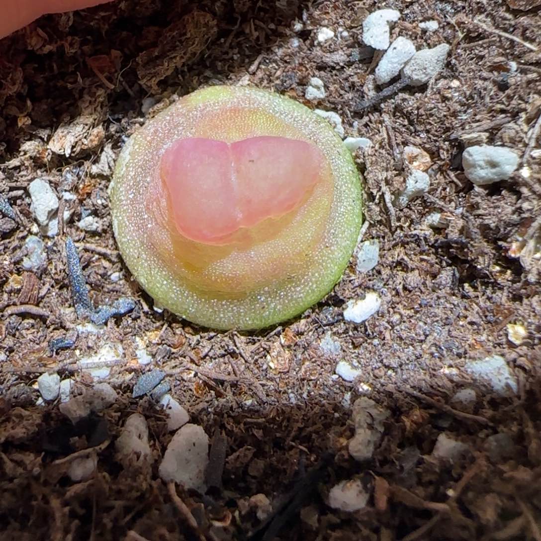 肉锥多肉植物百科-sh1200拉登1197