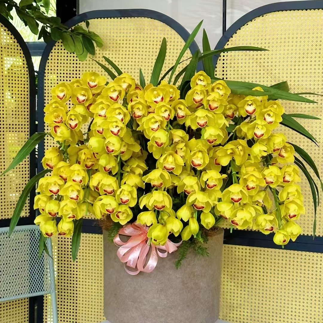 【黄金岁月】特级大花蕙兰盆栽年宵花室内外好养易活云南基地直发