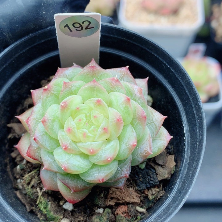 糖心58包邮  群生不包整192