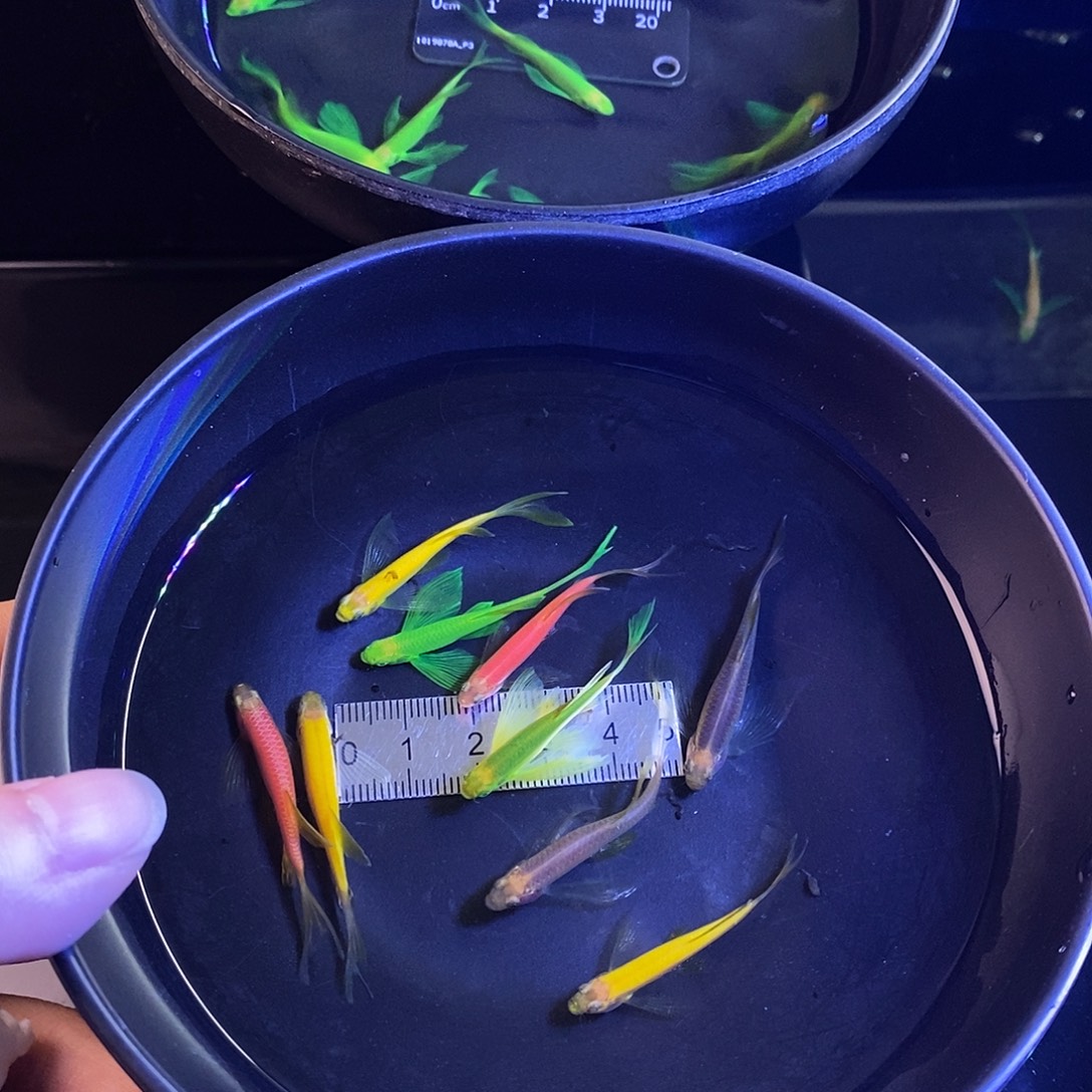 斑马鱼蝶翼种鱼4色各2个➕1备损共9个
