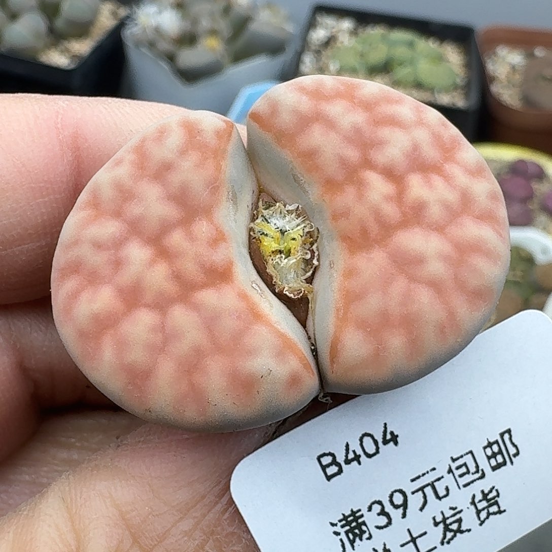 404多肉哈哈哈哈哈哈哈