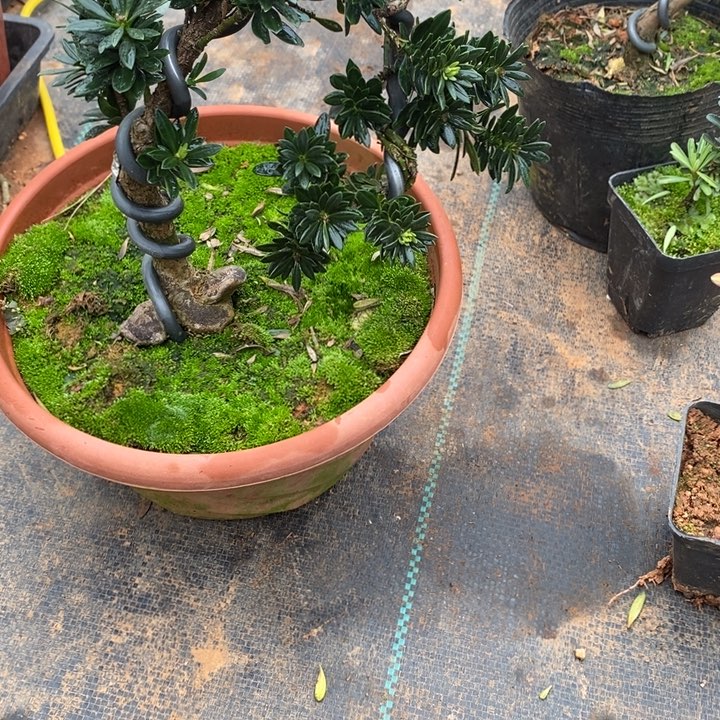 萬***兴无花朵罗汉松盆景1111