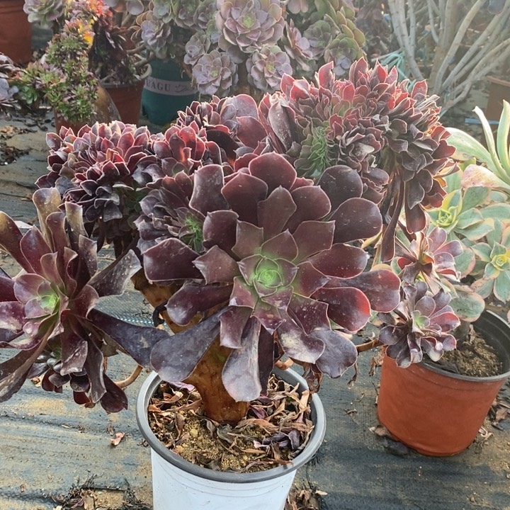 欧紫缀多肉植物15。