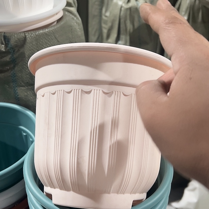 罗马210粉4个带托盘