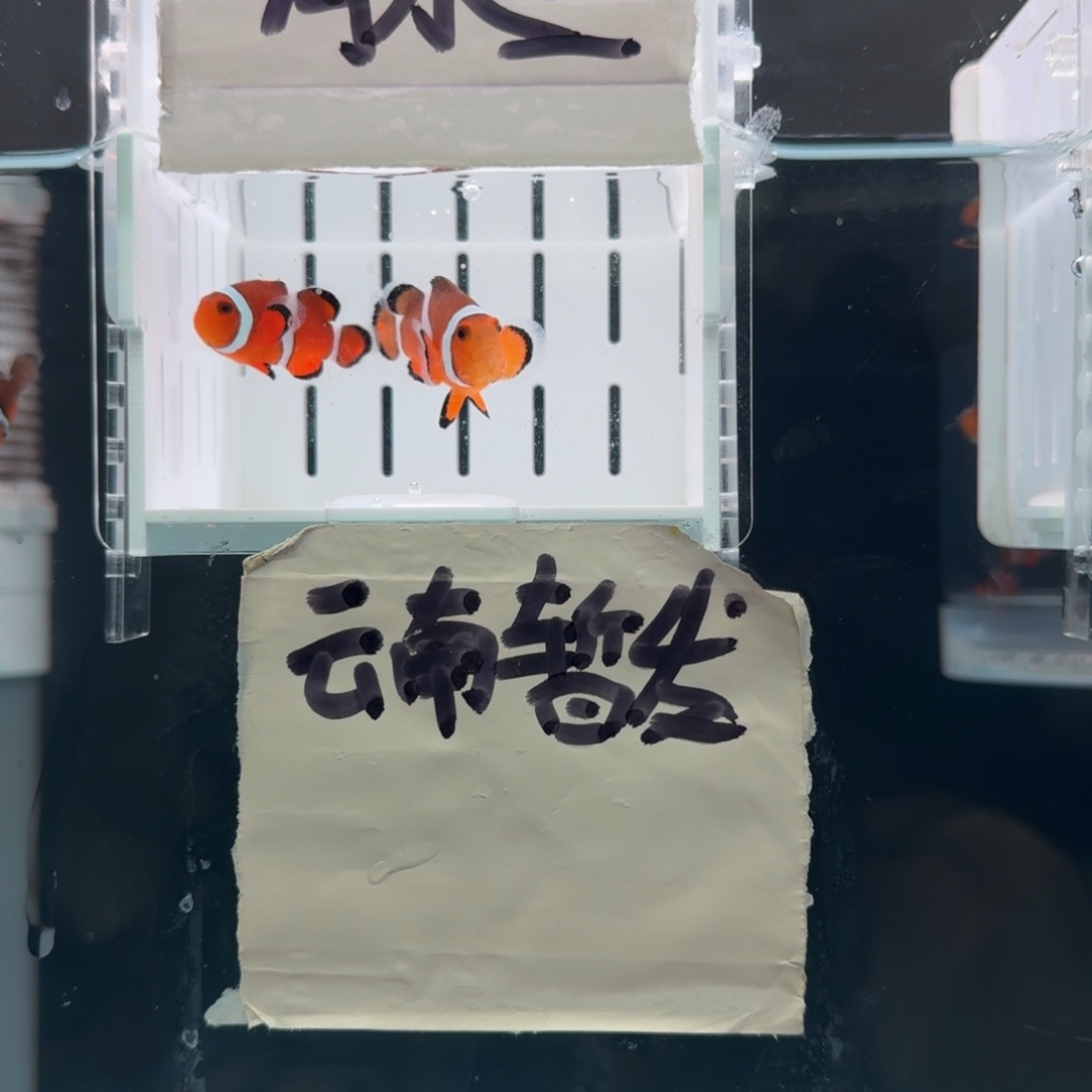 海水鱼4+配5.5精品黑边公子一对