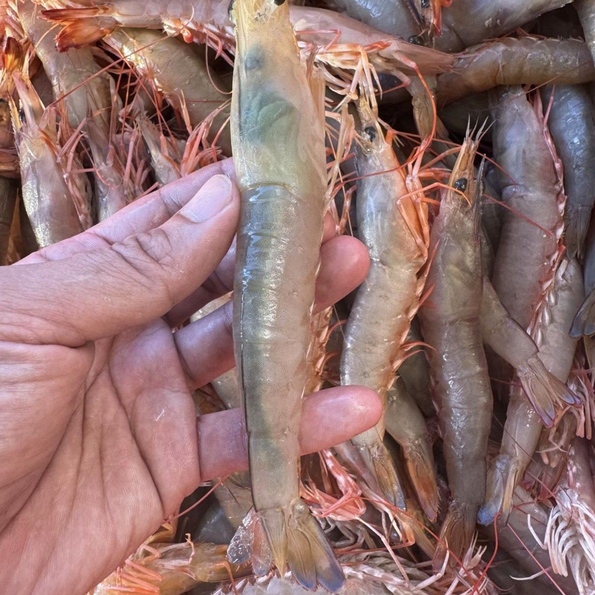 本港青根沙卢虾母 带膏 现捕现捞