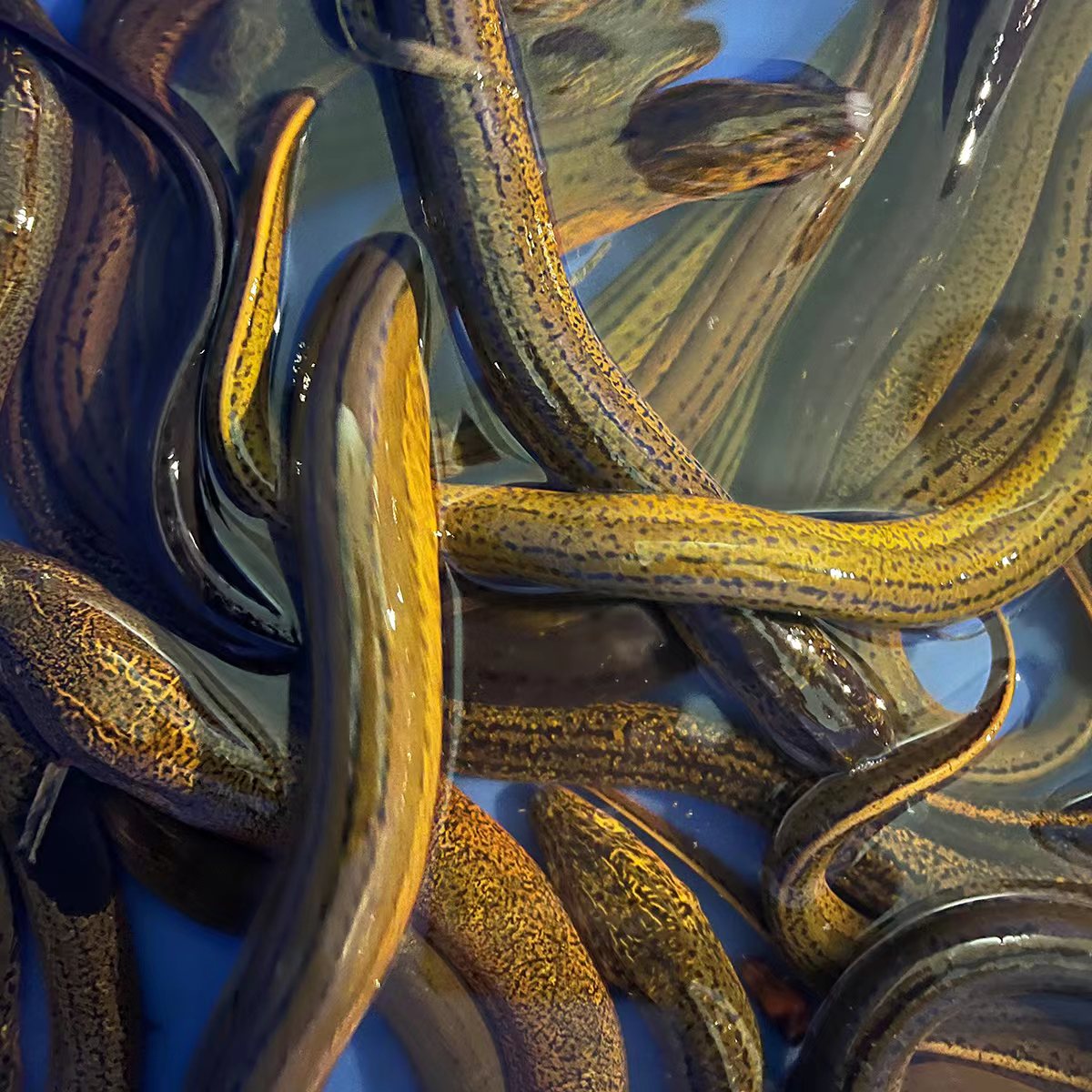 【木兰兄弟】   江汉平原土黄鳝鲜活发货（顺丰包邮）坏了包赔