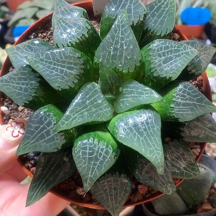 2号实生寿一物一拍