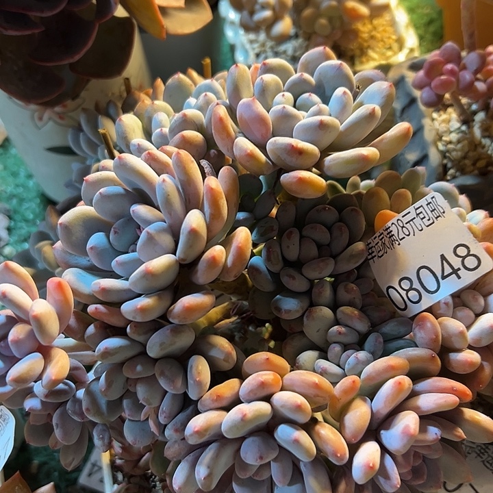 幸运的是我还没遇到过幸运