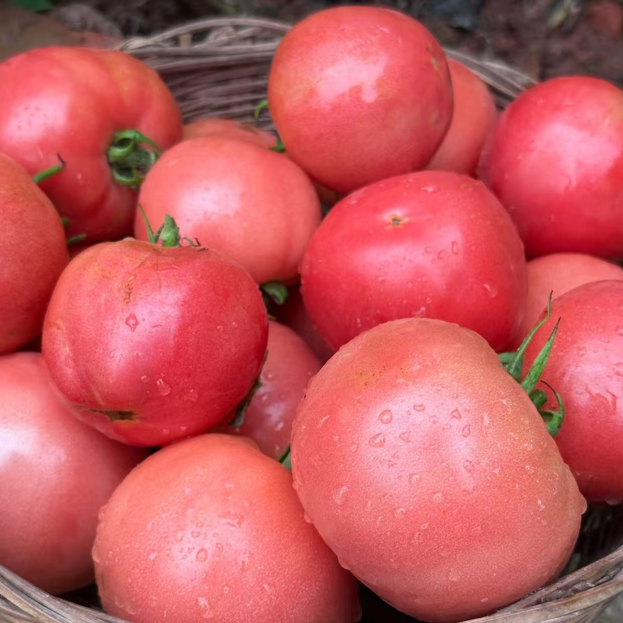 （小林哥专属）高原本地农家自种西红柿新鲜现摘