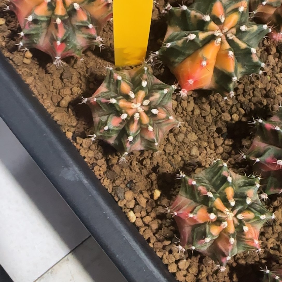 L718-1220泰国发货 芥末