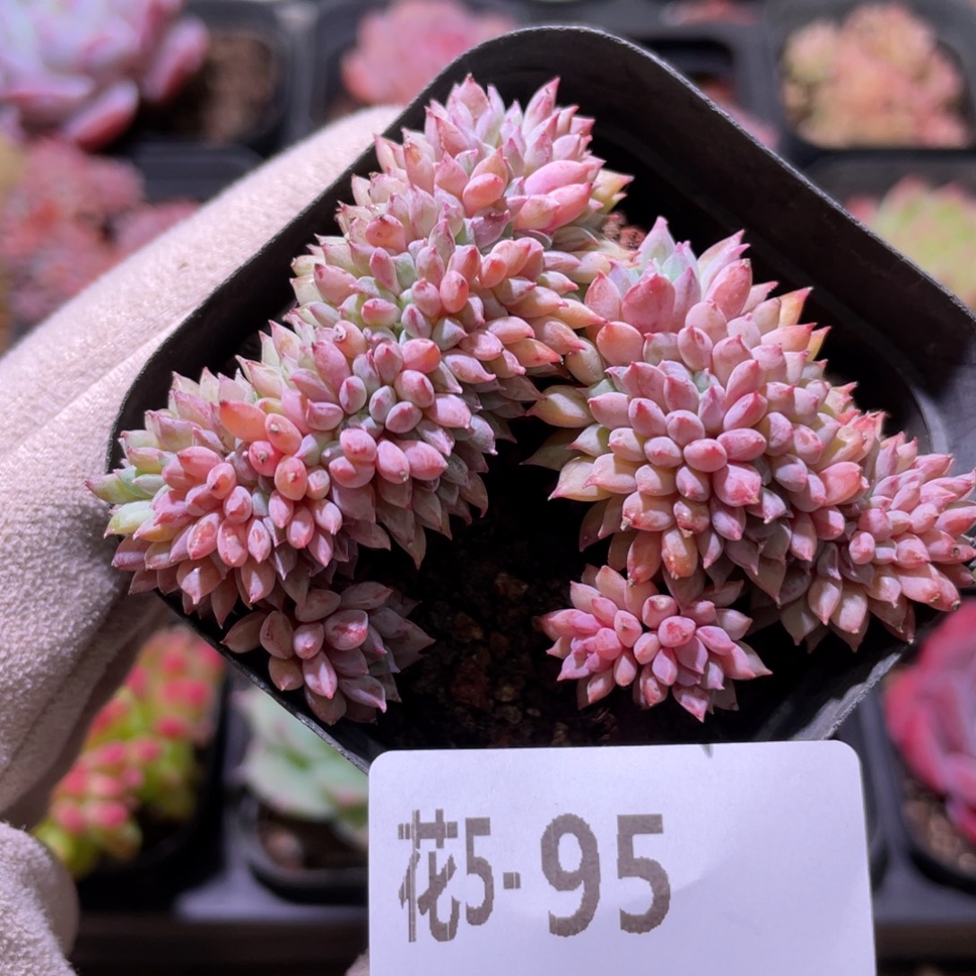 花利美5-95莱恩小精灵缀化